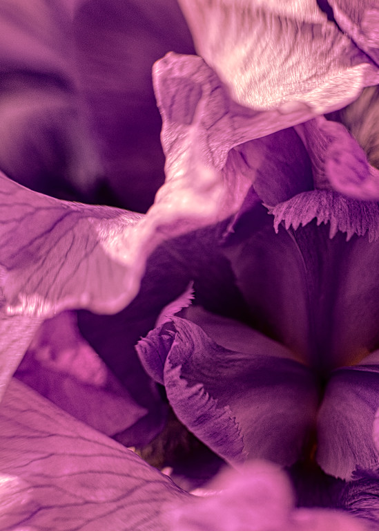 Vo   Lavender Lady Iris Art | Open Range Images