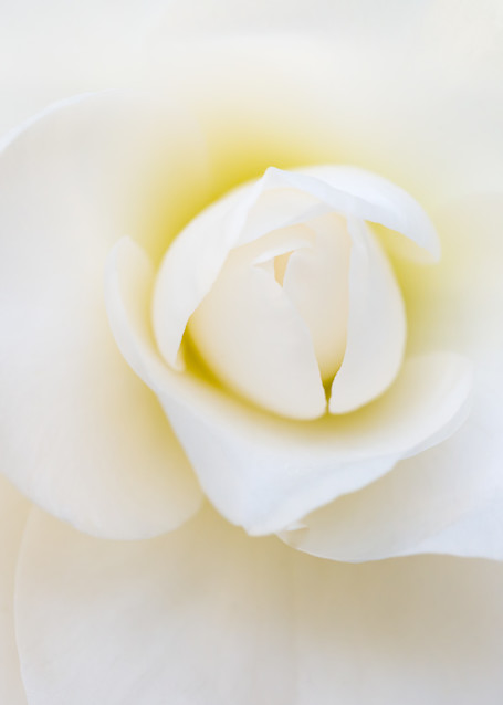 Pure white camellia flower with a hint of yellow center fine-art print