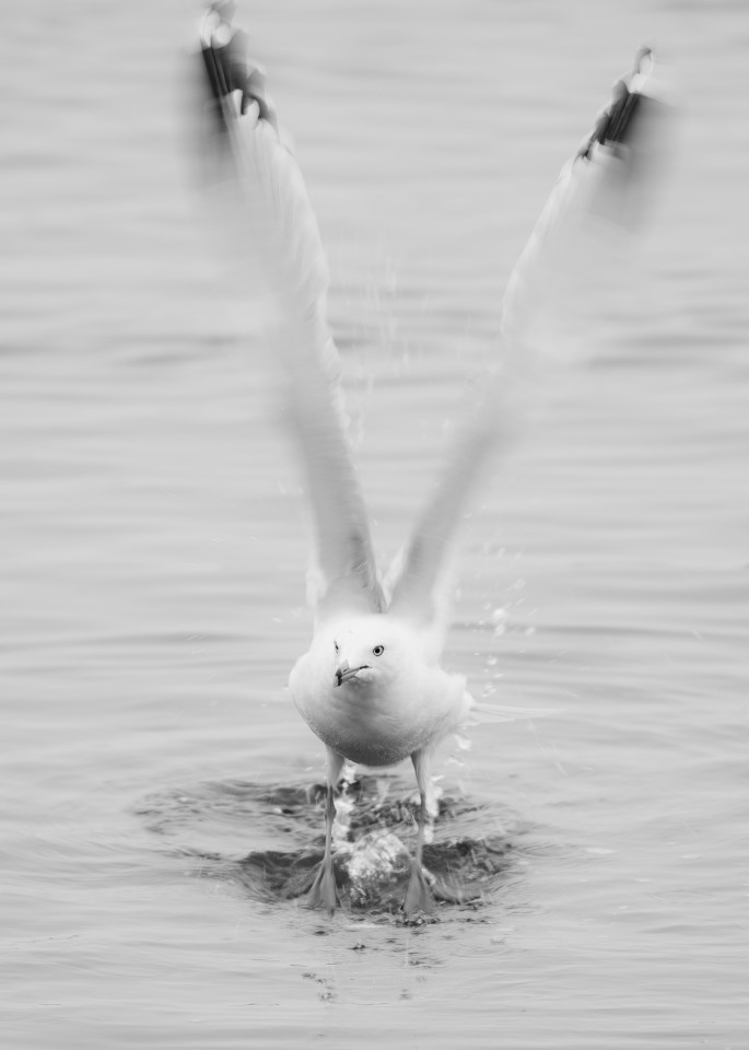 Ring Billed Gull 4  Photography Art | Mark Nissenbaum Photography