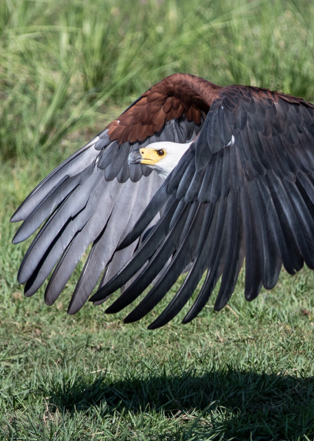 African Fish Eagle 4 Photography Art | Mark Nissenbaum Photography