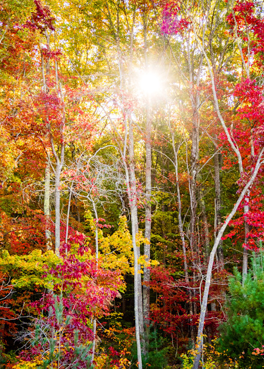 Sun Through Autumn Trees on scott's Ridge