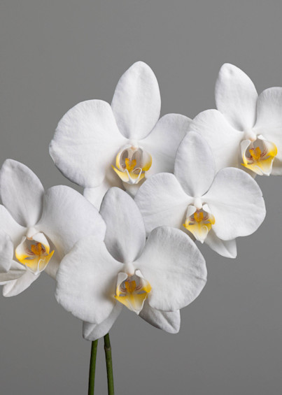 Simple Elegance   Orchid Photography Art | Dana Heisler Fine Art Photography