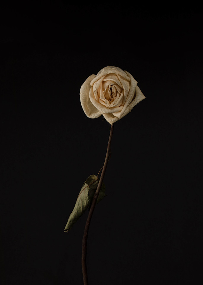 Death Becomes Her Photography Art | Dana Heisler Fine Art Photography