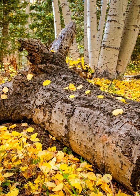 Fall in the aspens - Colorado fine-art photography prints