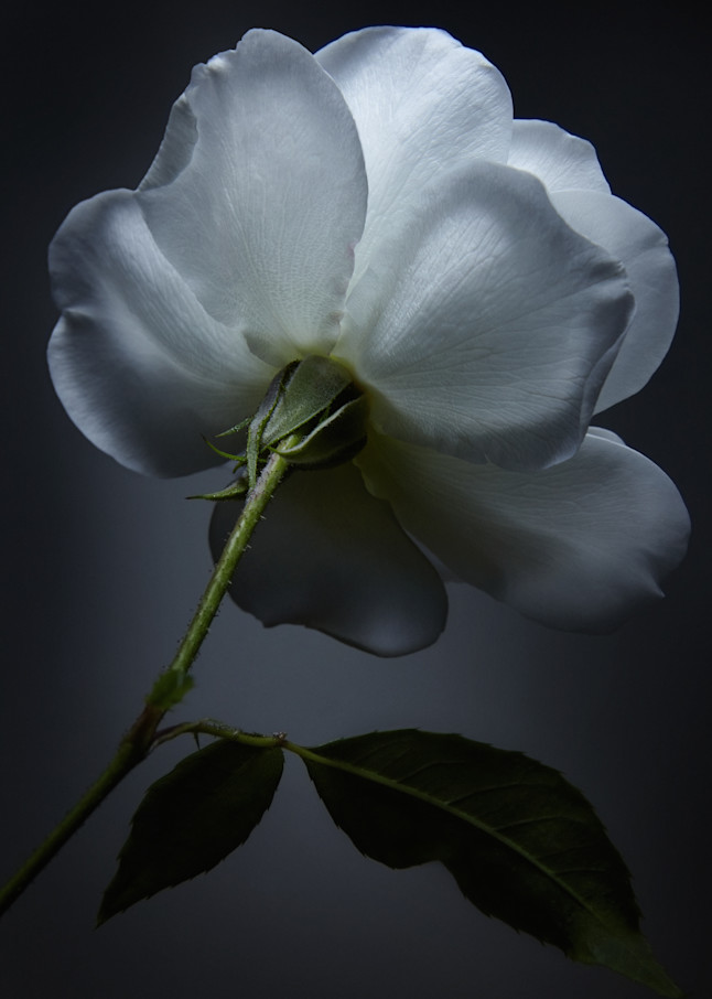 Rose  Photography Art | Ralph Palumbo