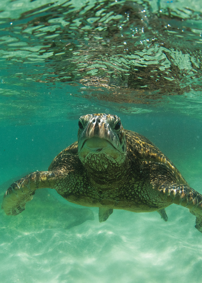 Hawaii Turtle Art | Modus Photography