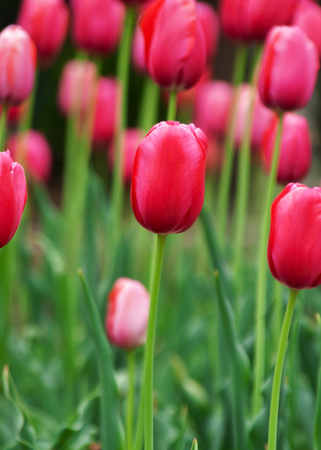 Heavenly pink tulips