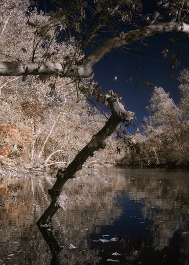 Sycamore Branches From The Water, Dry Creek, Yuba County, Ca. Photography Art | davidarnoldphotographyart.com