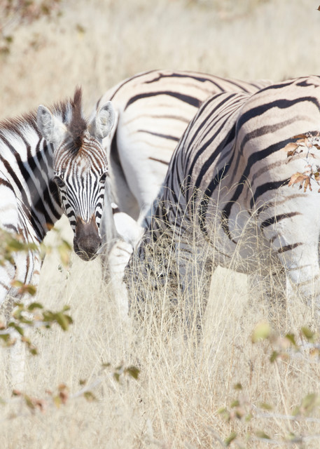 Zebra Through Long Grass
