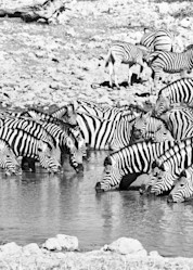 Zebra Filled Waterhole