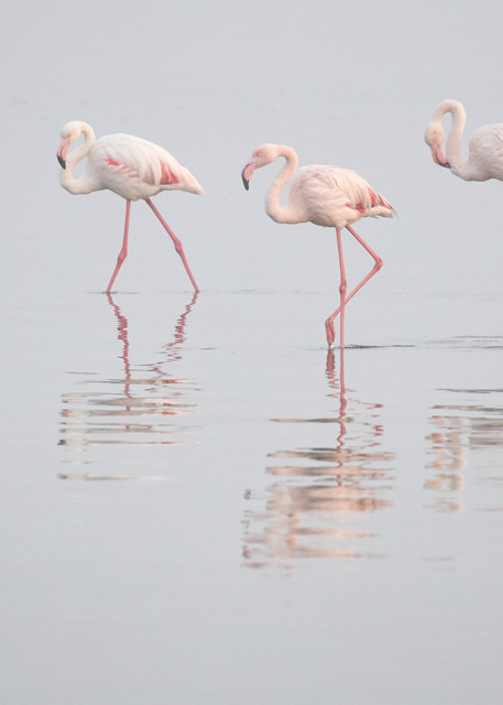 Flamingoes getting ready to start their day in the dawn mist at Walvis Bay