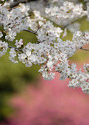 Cherry Blossom Panorama
