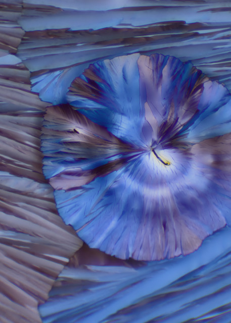 Alien Flower Head (Polarized Citric Acid Crystals 100X)