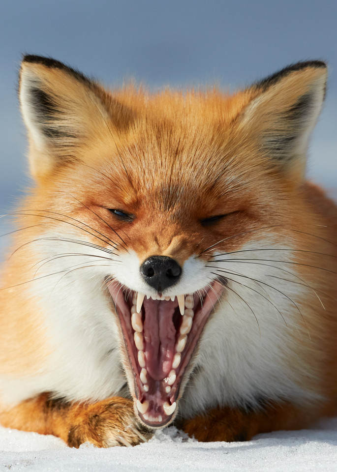Fox's Yawn