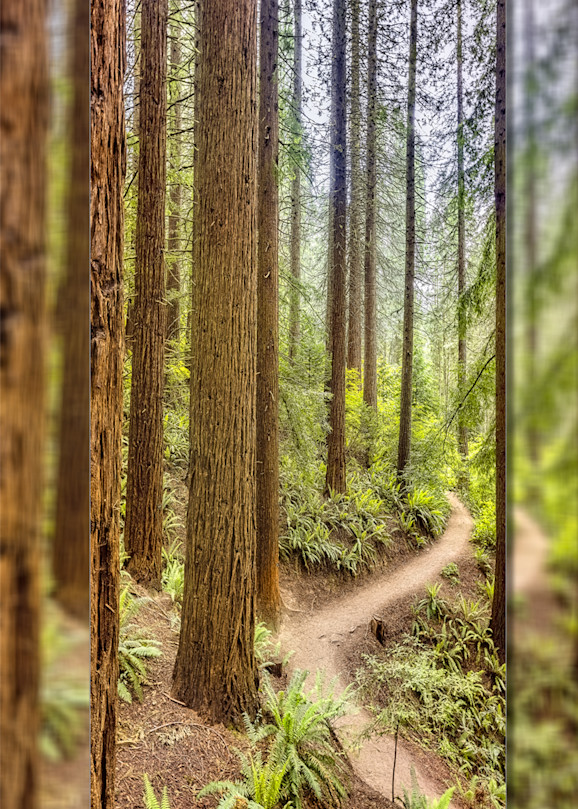 Redwood Trail 3D