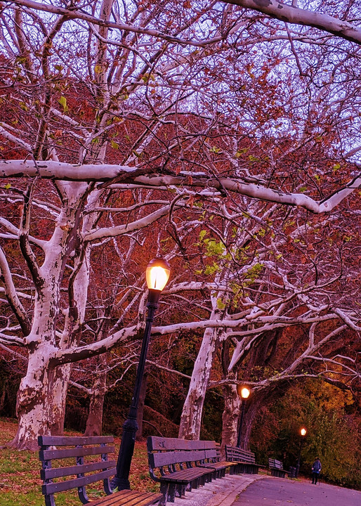 Sycamore Witch Trees Of Inwood Park Art | lencicio