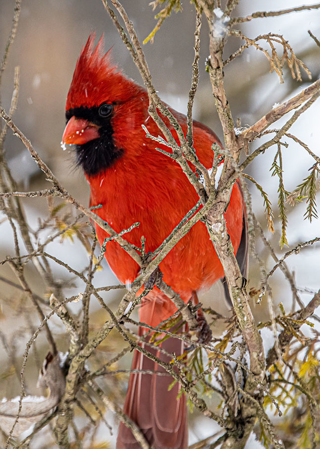 Northern Cardinal Male Looking