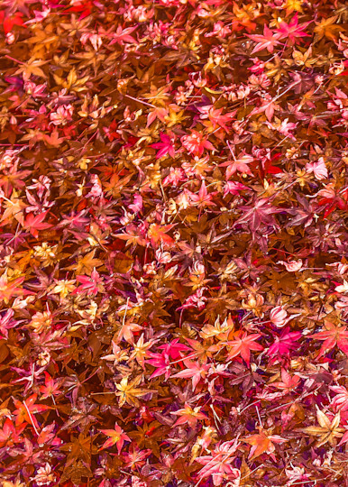 Autumn Leaves Photography Art | John's Photos