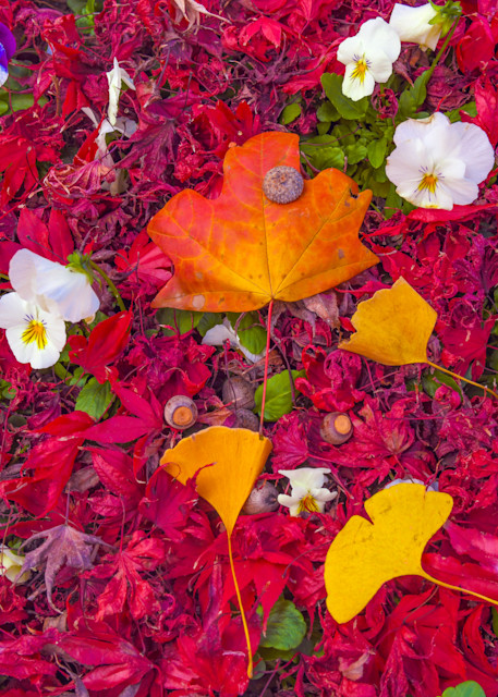 Autumn Speaks Photography Art | John's Photos