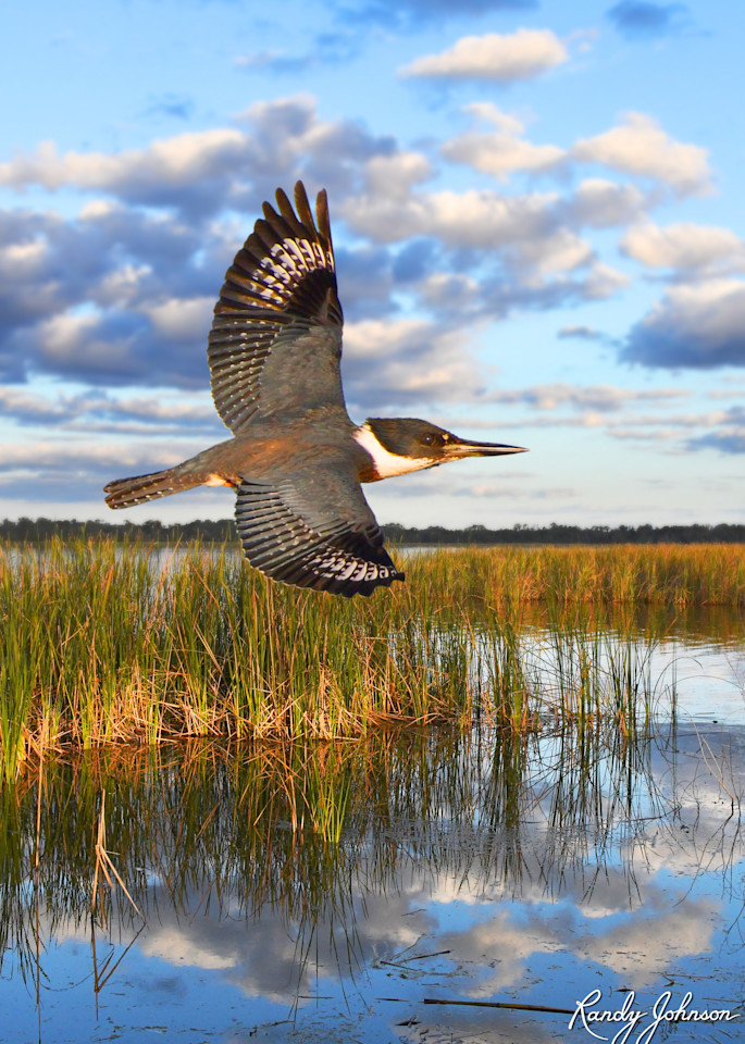 B Kingfisher On Marsh A Art | Randy Johnson Art and Photography