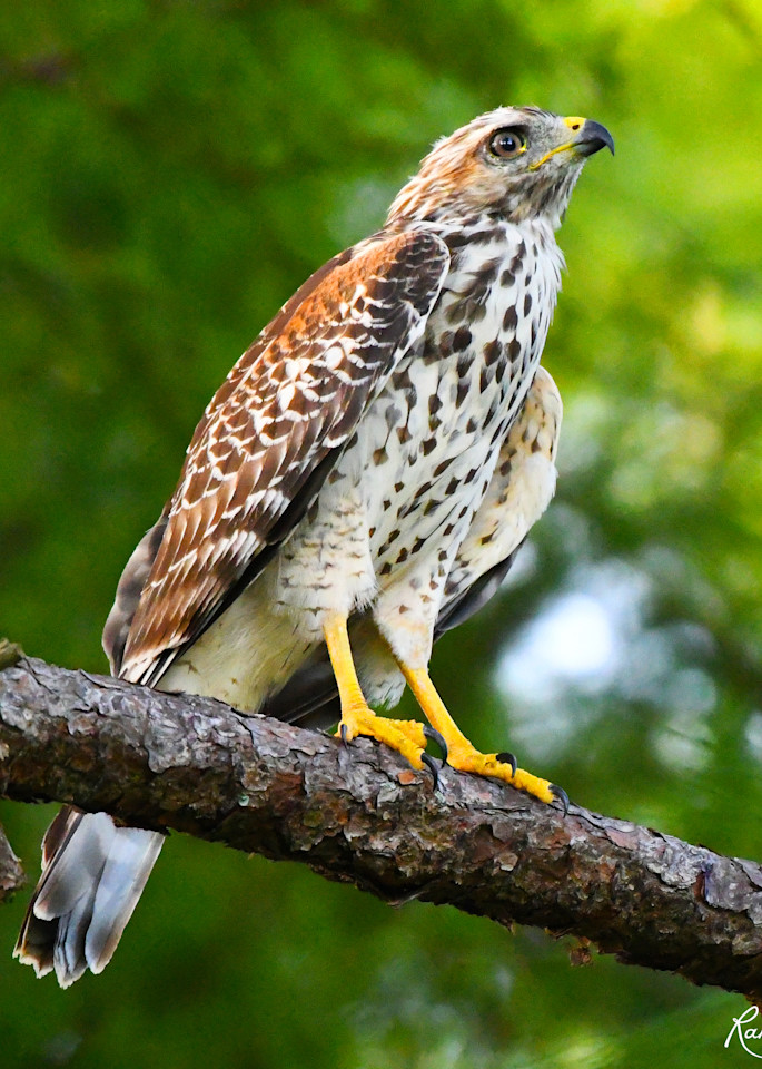 Red Shouldered Hawk In The Pines Art | Randy Johnson Art and Photography