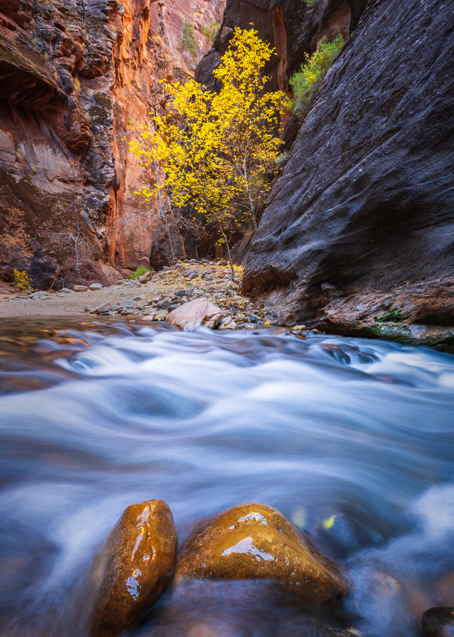 Autumn in the Zion Narrows