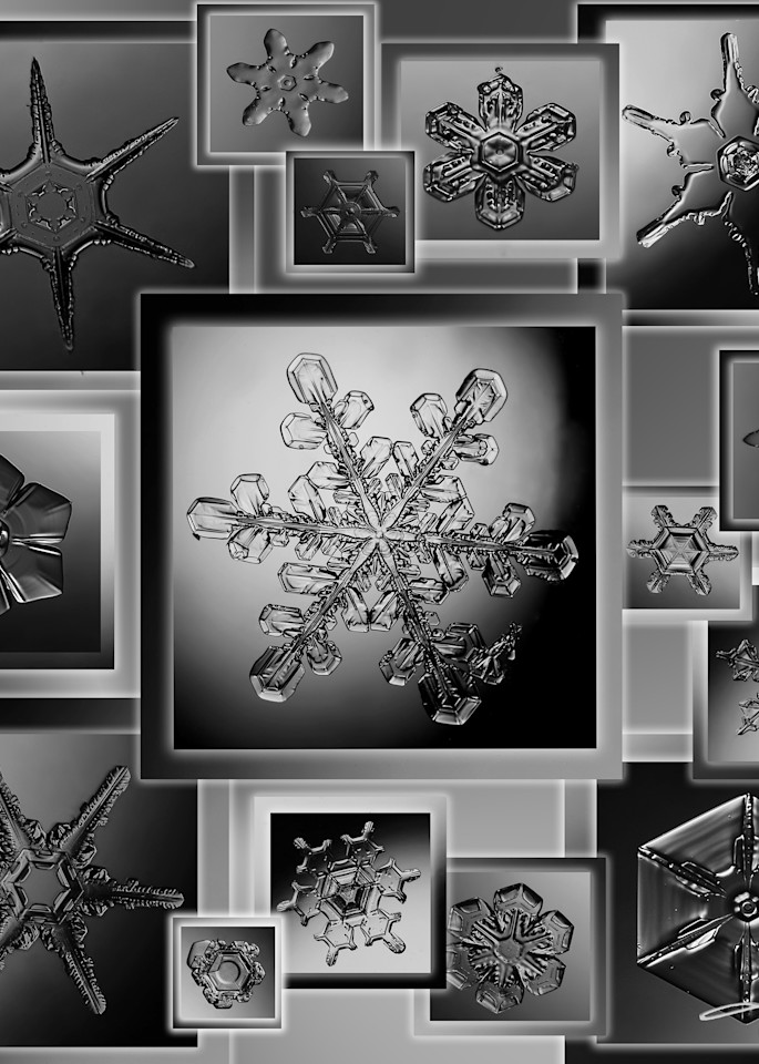 Real Snowflakes on Microscope Slides Black And White Collage