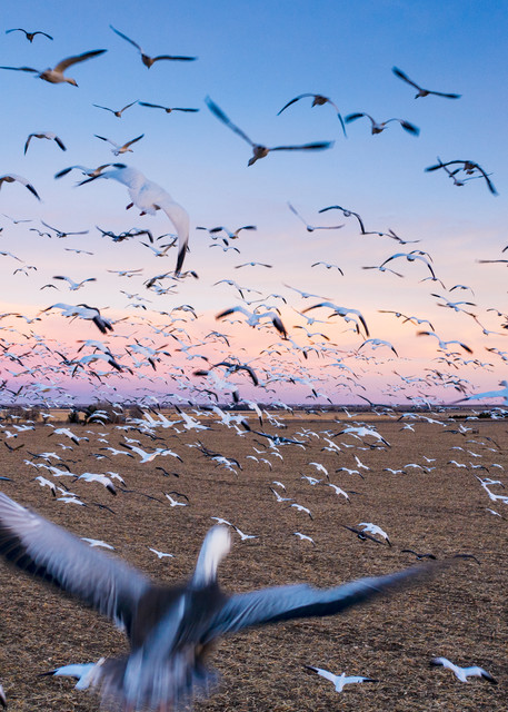 Surrounded by Snow Geese