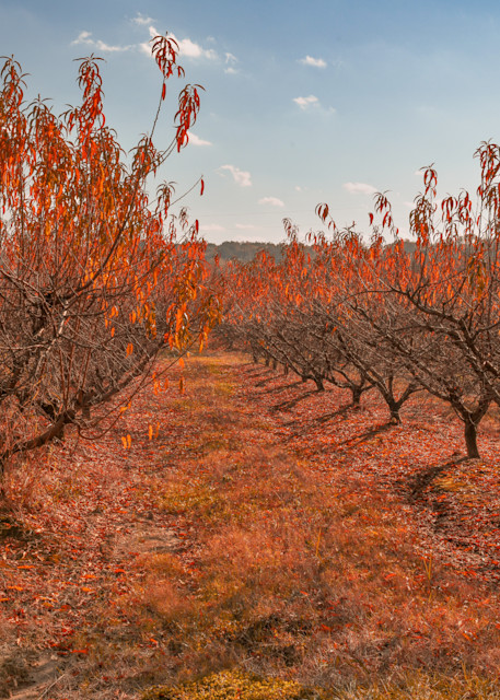 Chilton County Peach Trees Photography Art | John's Photos