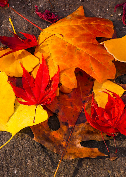 Autumn Leaves Photography Art | John's Photos