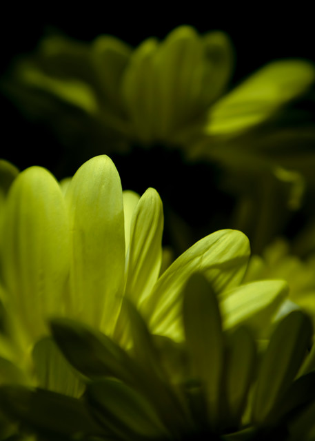 Echoing Yellow Asters Photography Art | Kendall Photography & Fine Art