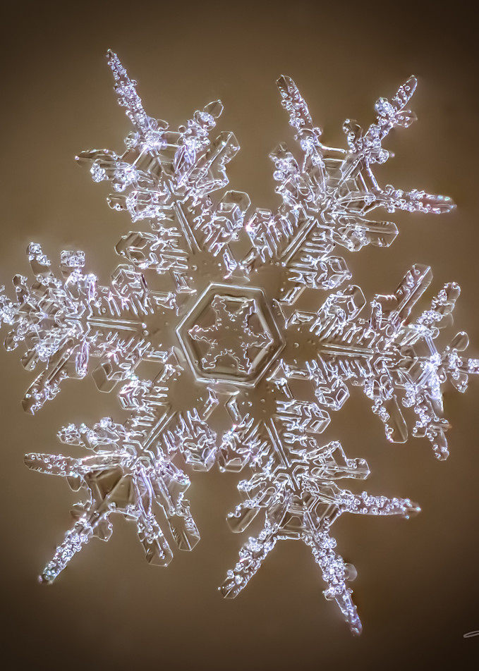 Brown Snowflake With A Star In The Middle Photography Art | Real Snowflake Photography LLC