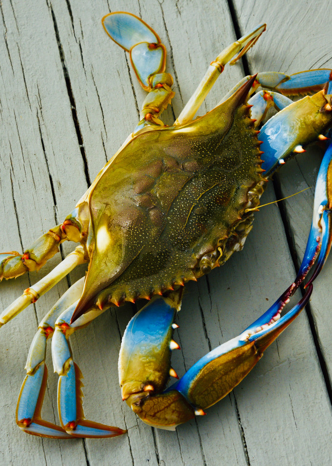 Blue Crab Special Photography Art | Fractured Light Photography