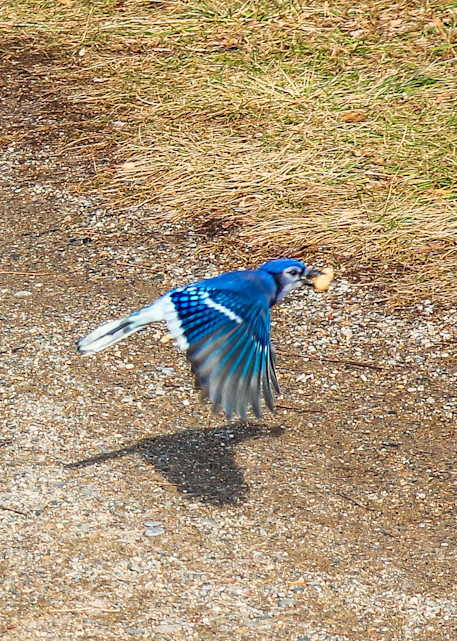 Bluejay Flying 2 Photography Art | Ray Marie Photography 