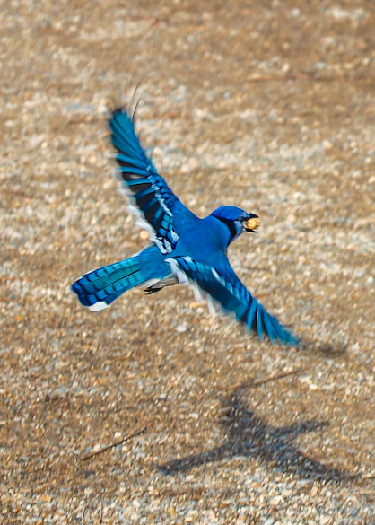 Bluejay Flying Photography Art | Ray Marie Photography 