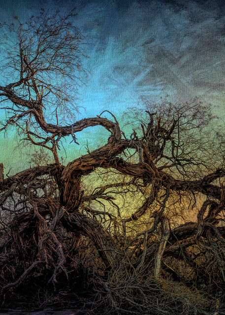 A Tree Runs Through It Photography Art | Kendall Photography & Fine Art