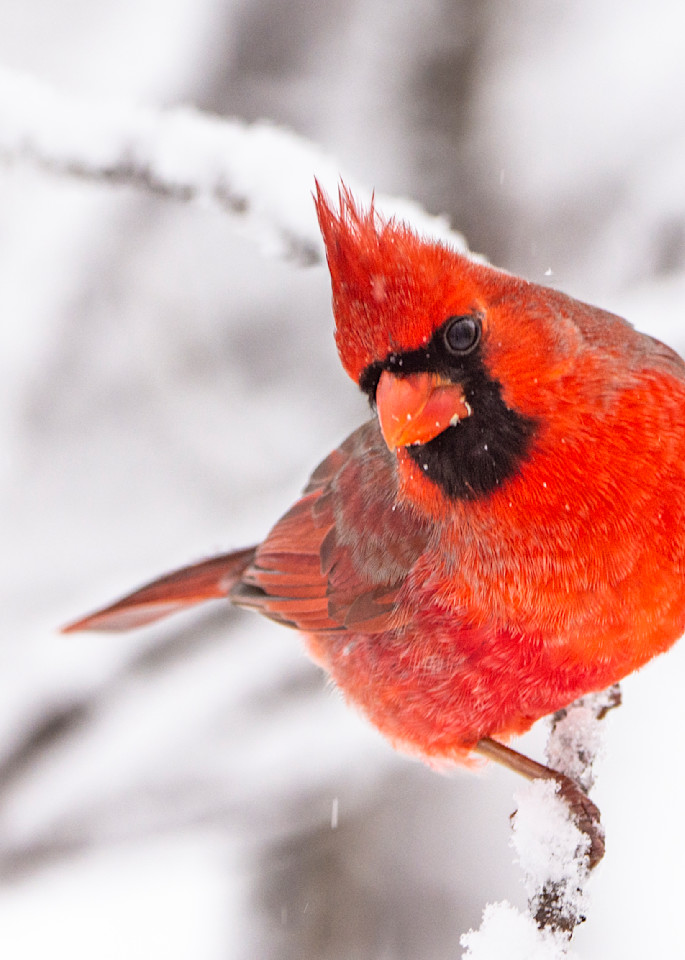 Cardinal Brilliant In Snow Photography Art | Marc Sherman Photography