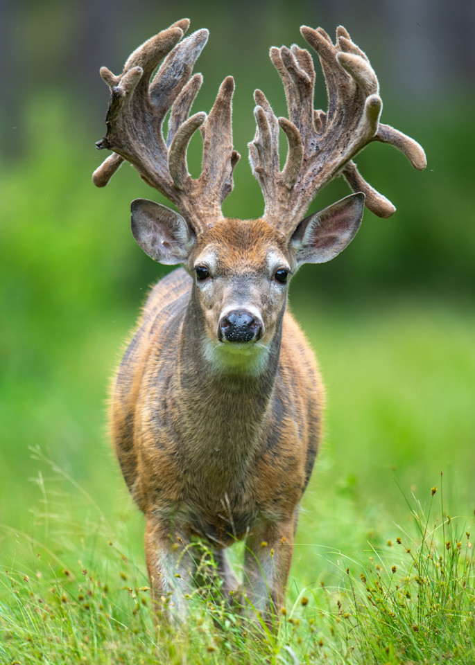 30 Point Buck Ii Photography Art | Brent Balken Photography