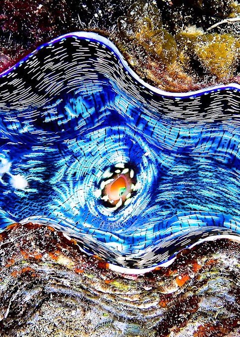 Close up design shape and vibrant color in giant clam underwater