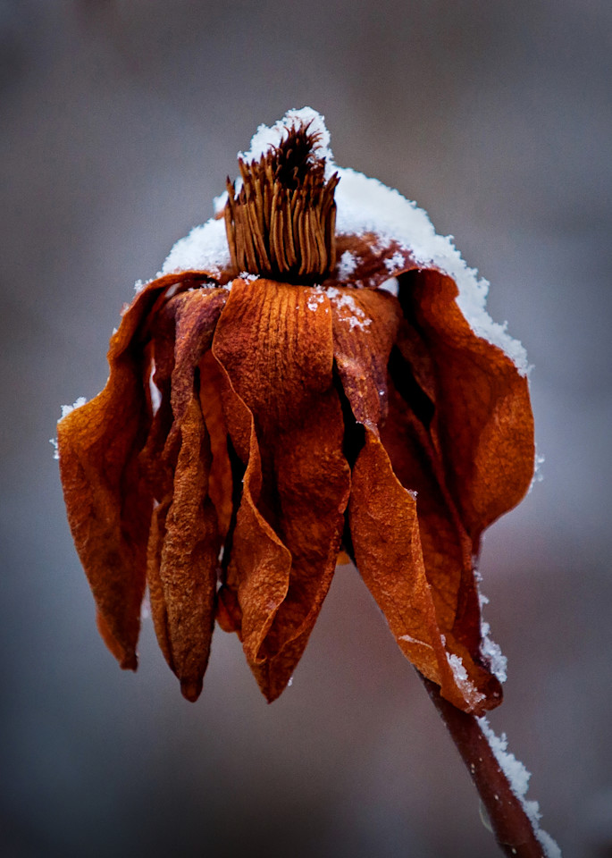 Flower In Winter Photography Art | Troy Rowe Photography