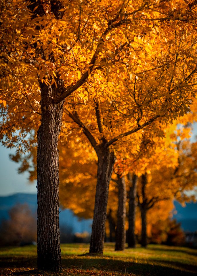 Fall Photography Art | Troy Rowe Photography