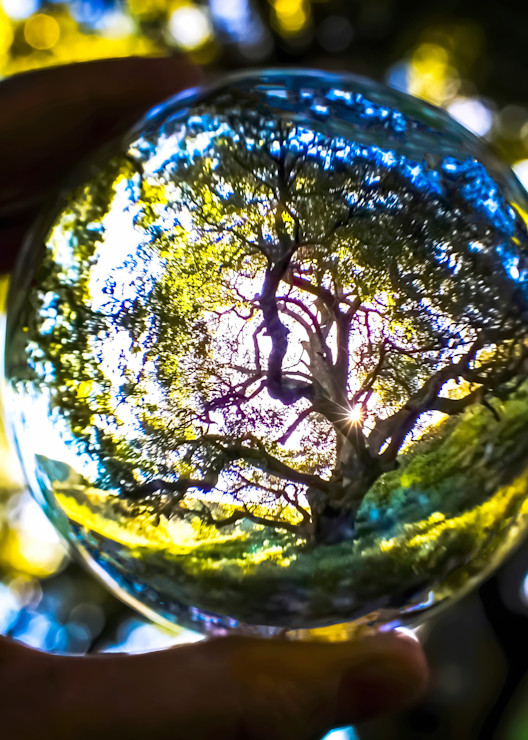 California Oak Tree captured in Glass Globe