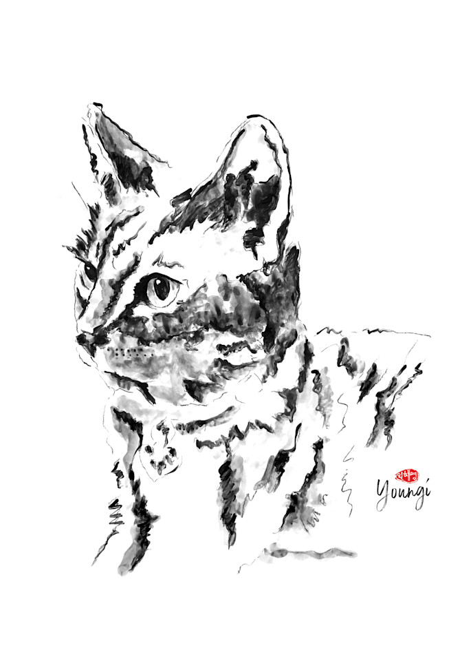 Ipomia: Domestic Shorthair Art | Youngi-Sumistyle pets