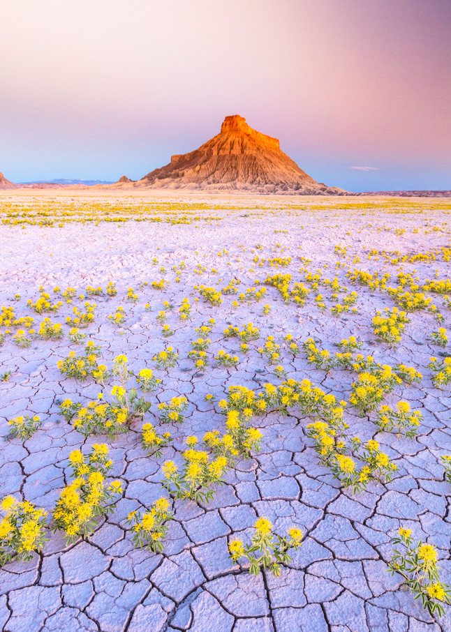 Wildflowers at Factory Butte
