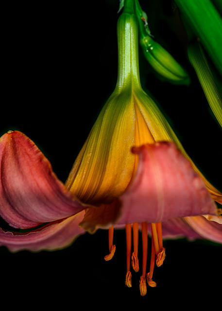 Lily upside down photograph