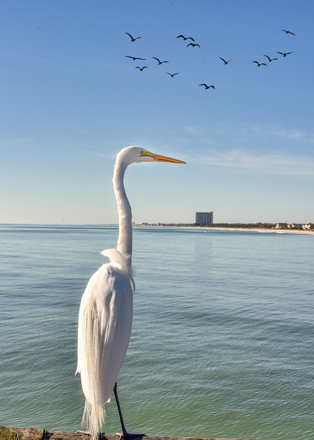 Photograph of a great egret sitting on a pier.
