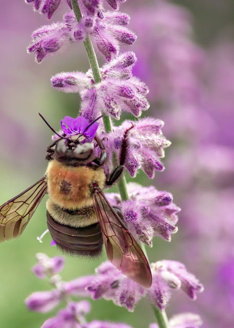 Scott Markowitz photography - best sellers - Bee Wings Amid Purple