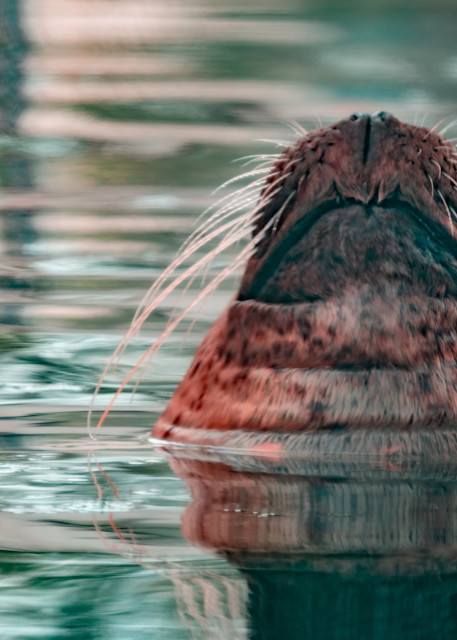 Sea Lion Emerges Photography Art | Scott Markowitz Photography