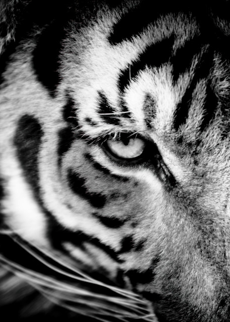 Bengal tiger portrait - Fine Art Black and White Photography