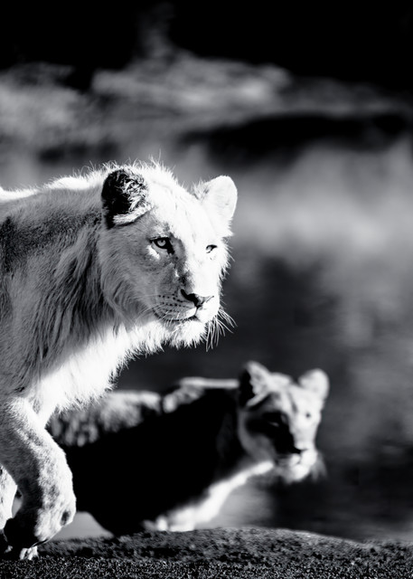 Two young African lions - Fine Art Wildlife Photography
